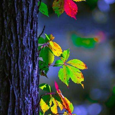 888电玩城游戏厅截图